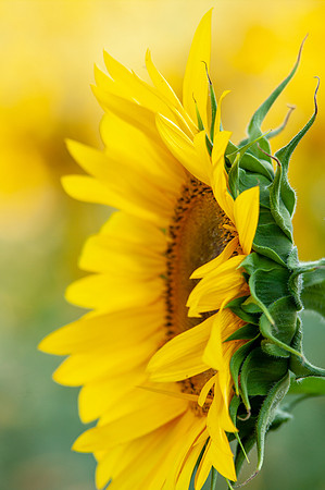 sunflowers-1999