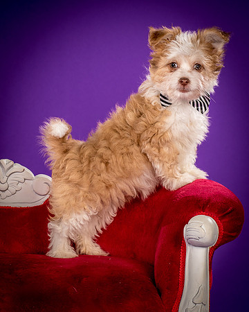 Foster Zen-4393