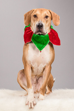 Foster Troy-6280