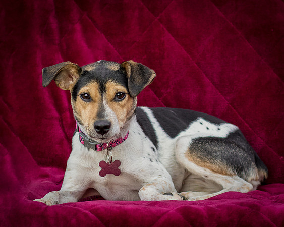 Foster Buffy-5589