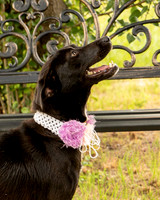 Darlington - Daisy-8703