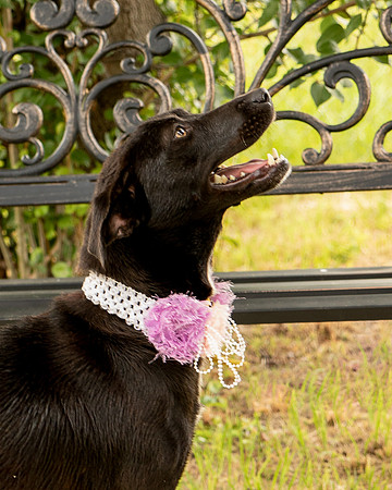 Darlington - Daisy-8703
