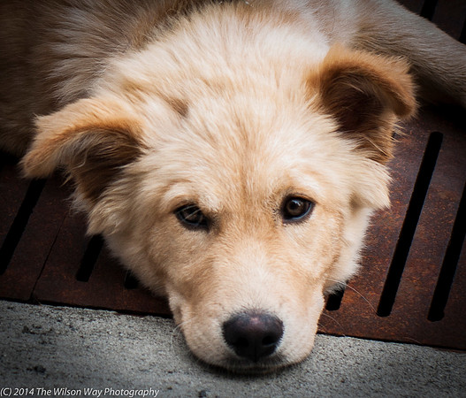 Foster Presha-9367