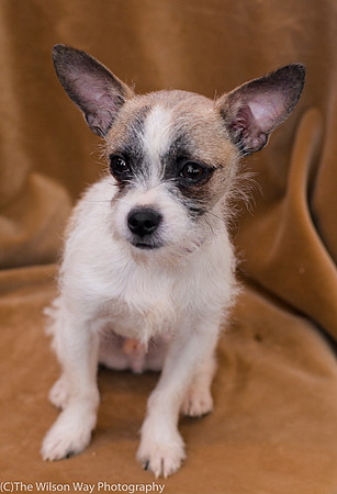 Foster Gordie-9467