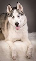 Foster Aspen-7594