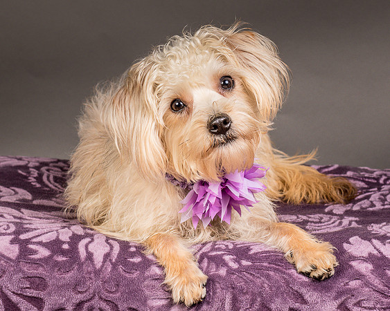 Foster Henrietta-8510