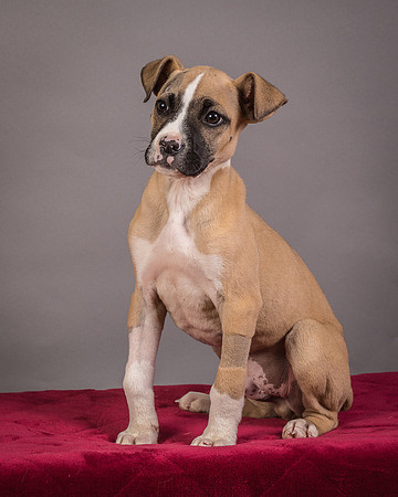 Foster Barnabas-4547