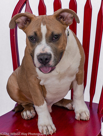 Foster Tycho-9283