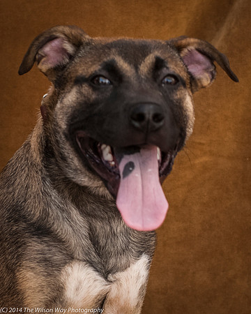 Foster Remington Steele-2255