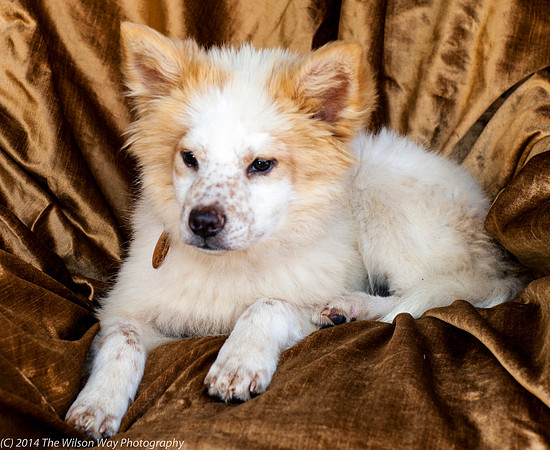 Foster Chai-8857