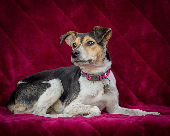 Foster Buffy-5573