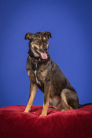 Golden-Tuco-0563
