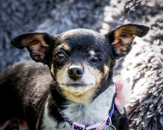 Foster Leela-8001