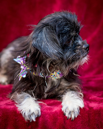 Foster Selene-2701