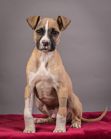 Foster Barnabas-4513