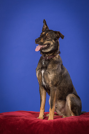 Golden-Tuco-0572