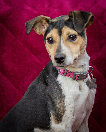Foster Buffy-5501