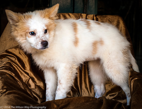Foster Chai-8841