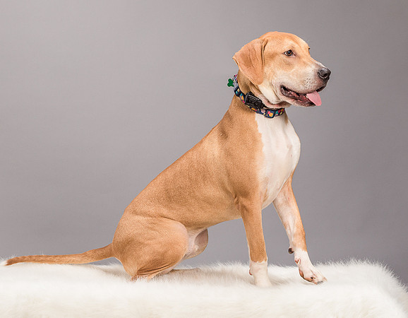 Foster Troy-6310