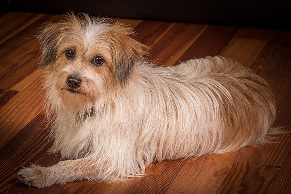 Foster Tiny-2014