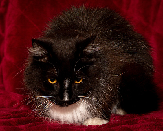 Foster Hershey-9488