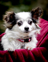 Foster Anouk-8695