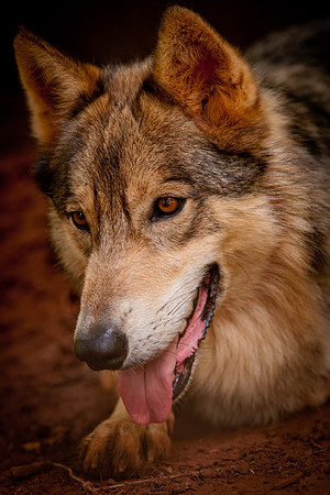 Wolf-9078