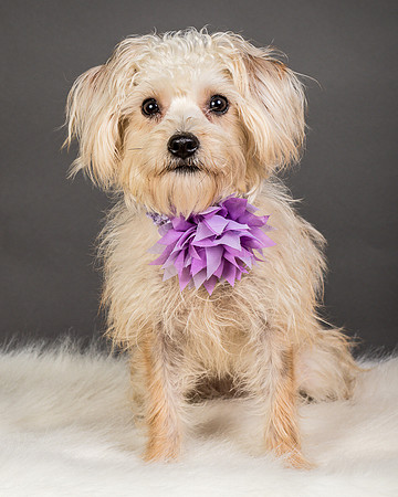 Foster Henrietta-8460