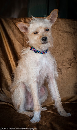 Foster Hugo-9380