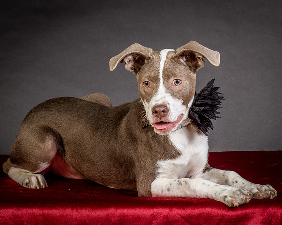 Foster Ari-8633