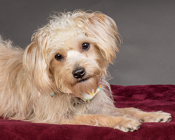 Foster Henrietta-8418