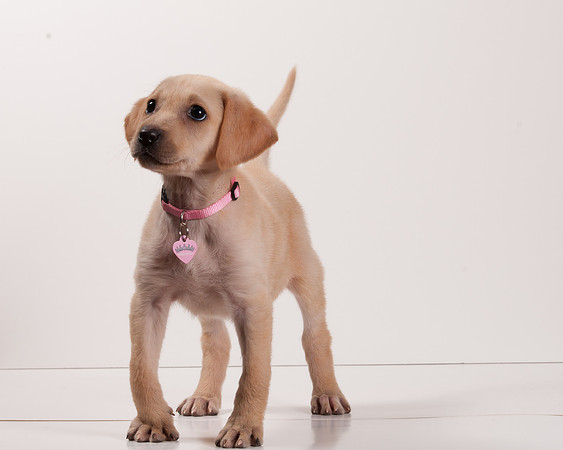 GCSPCA BB-6117