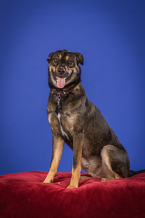 Golden-Tuco-0565