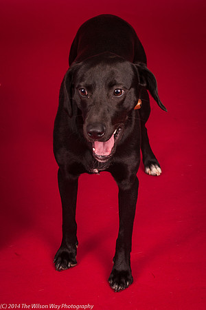 Charley-6200