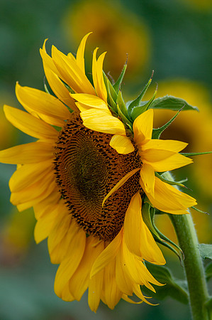 sunflowers-1985