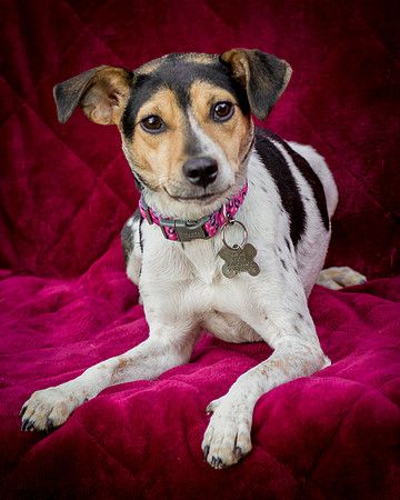 Foster Buffy-5542