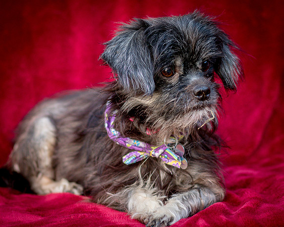 Foster Selene-2741