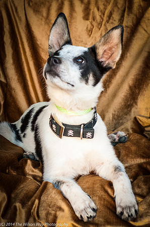 Foster Oliver-8959