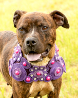 Darlington - Chloe-8668