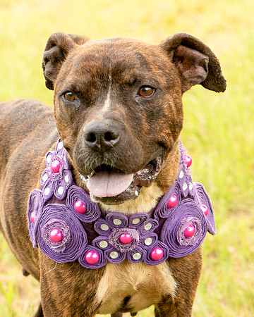 Darlington - Chloe-8668