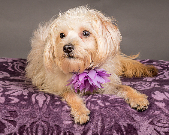 Foster Henrietta-8502