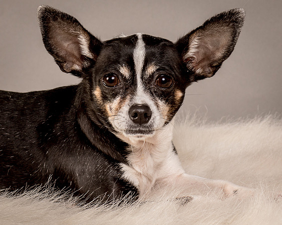 Foster Justice-4621