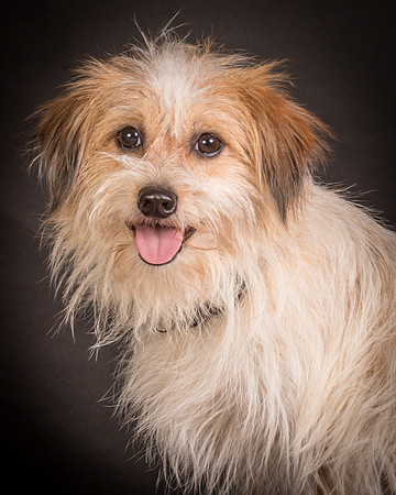 Foster Tiny-1457