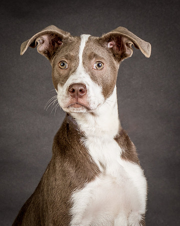 Foster Ari-8533