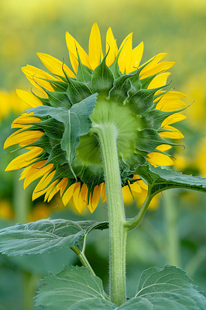 sunflowers-2019