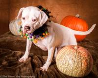 Foster Canvas-6089