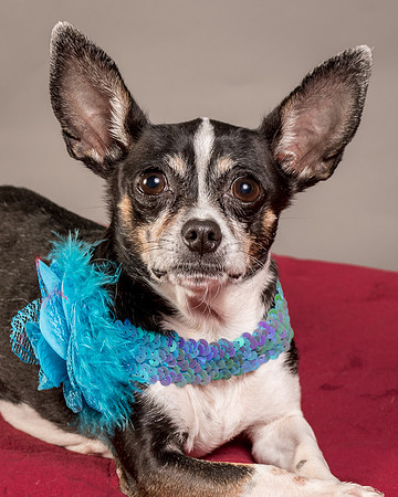 Foster Justice-4694