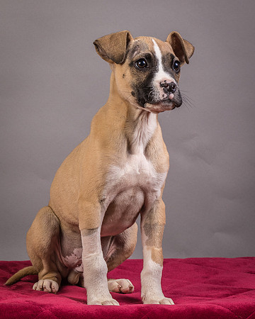 Foster Barnabas-4519