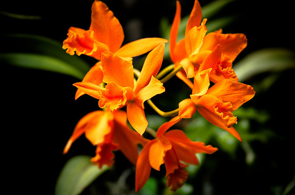 flowers-9151