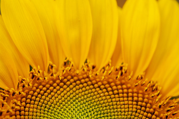 sunflowers-8777